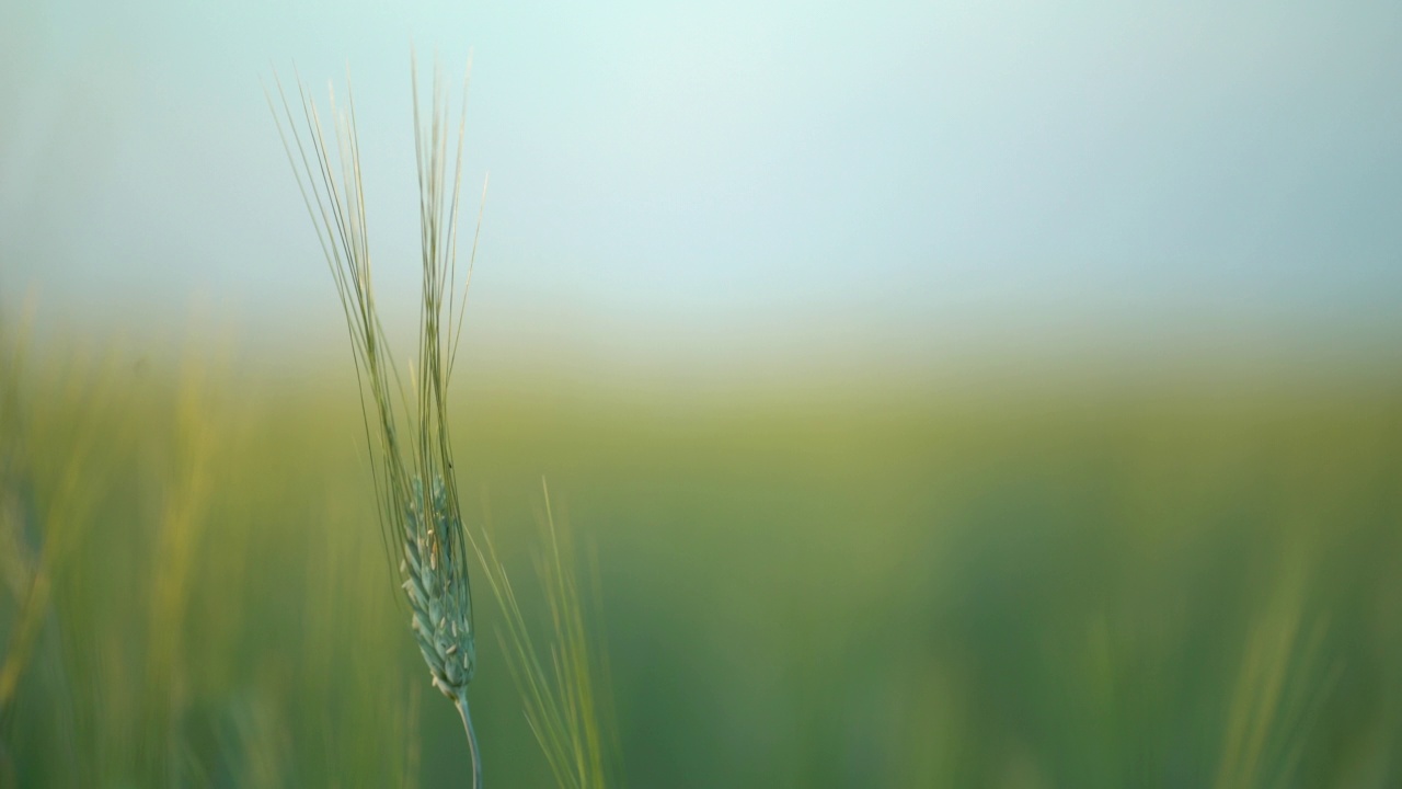 一大片绿色田野映衬下的燕麦、黑麦或小麦的幼穗。农业的背景。视频素材