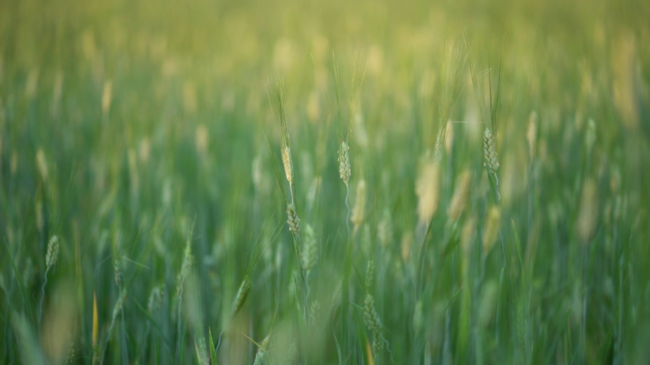 农业景观。农田黑麦、小麦、燕麦的穗子。自然背景。视频素材