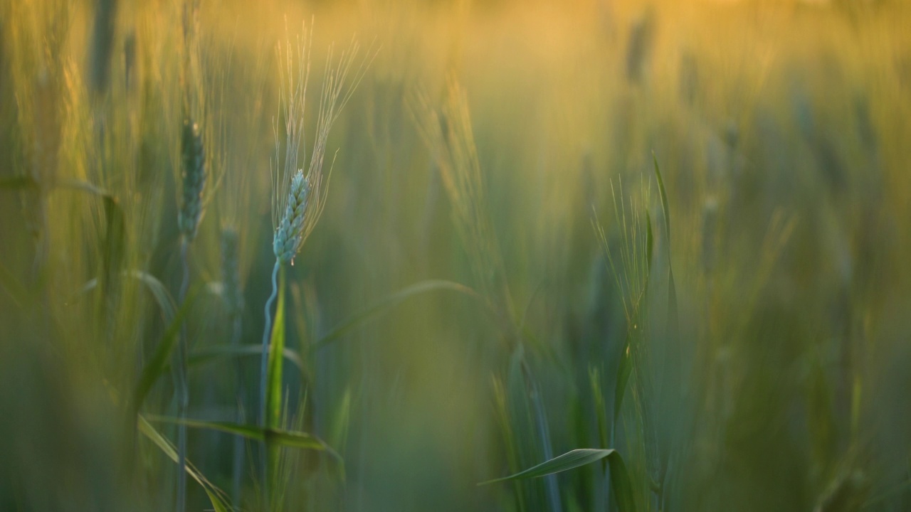 燕麦、小麦、黑麦田在阳光下的日落。自然黄金时段背景。视频素材