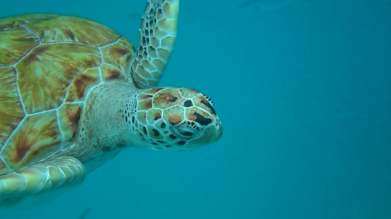 在巴巴多斯水下游泳的海龟。视频素材