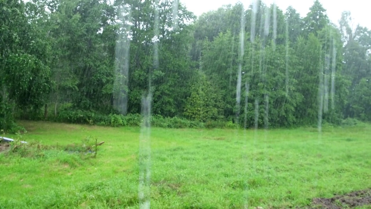 大雨。绿树下的夏雨，草的背景。特写镜头。森林里的雨天。多雨的天气。热带暴雨。抽象的自然背景。极端的天气状况。冰雹和雨。阳光视频素材