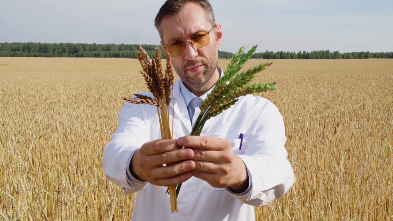 农学家比较了转基因小麦和普通小麦的成熟率。他正在镜头前展示绿色和成熟的麦穗。视频下载