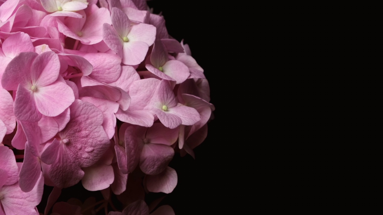 美丽的绣球花盛开近距离。粉红色的花。视频下载