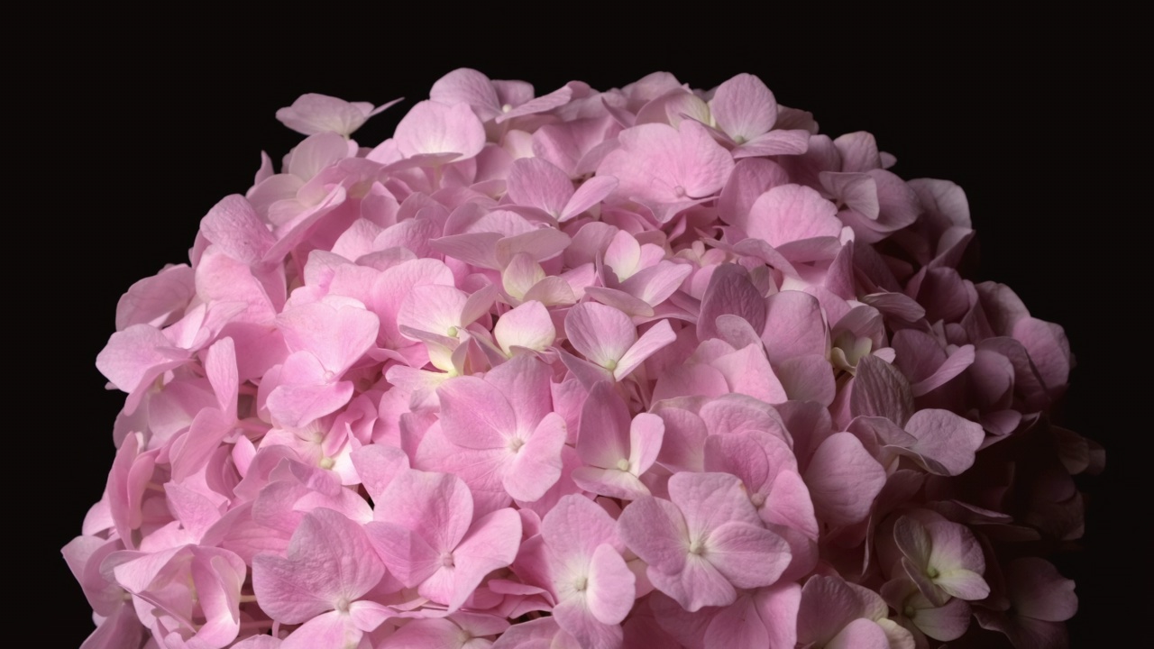 美丽的绣球花盛开近距离。粉红色的花。视频下载