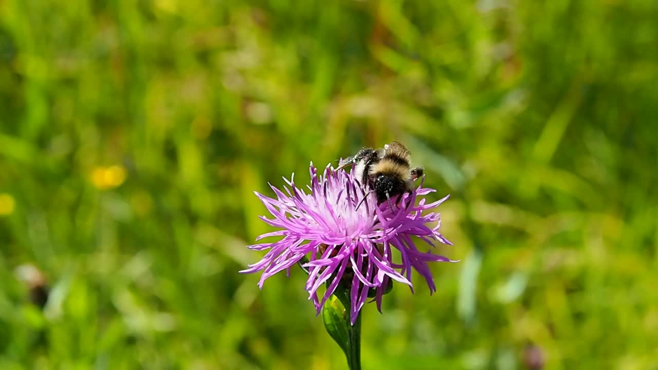 大黄蜂在粉红色的三叶草花上收集花粉。视频素材