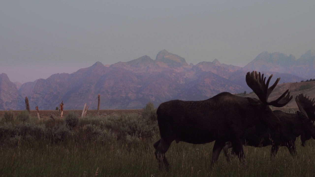 MS 4K拍摄的2个巨大的公驼鹿天鹅绒(Alces Alces)在日出时走过相机与提顿山脉的背景视频素材