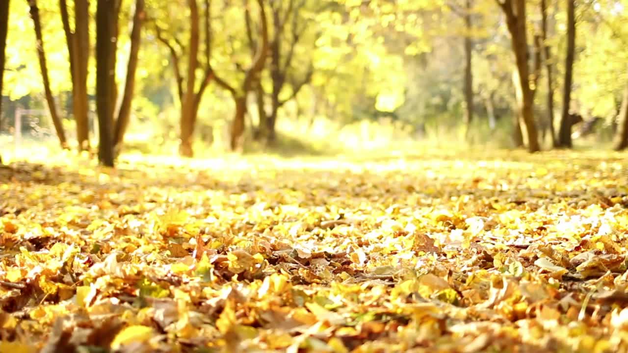 秋天的公园视频素材