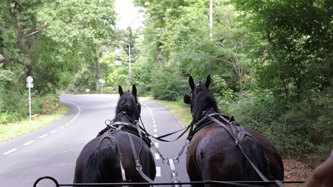 马车车夫的视角，两匹马在公园里奔跑。视频素材
