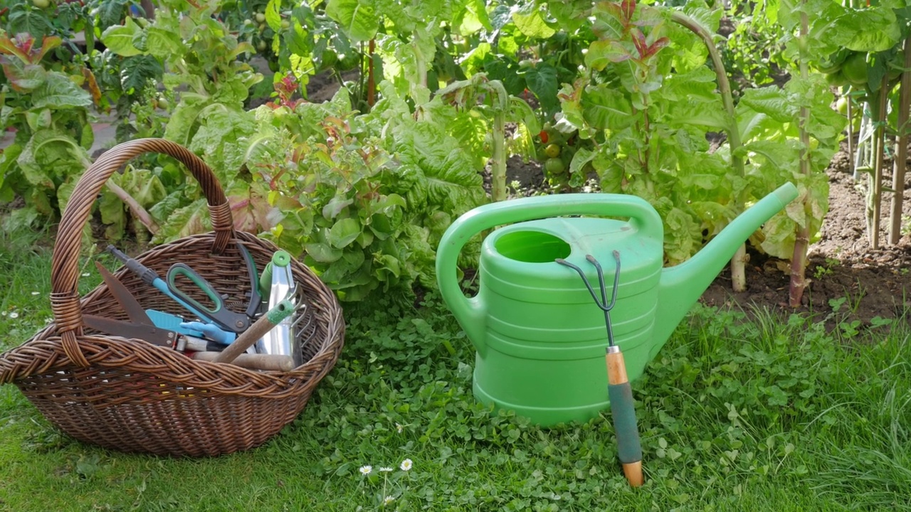 浇灌植物的喷壶。花园工具。有黄瓜的菜园。视频下载