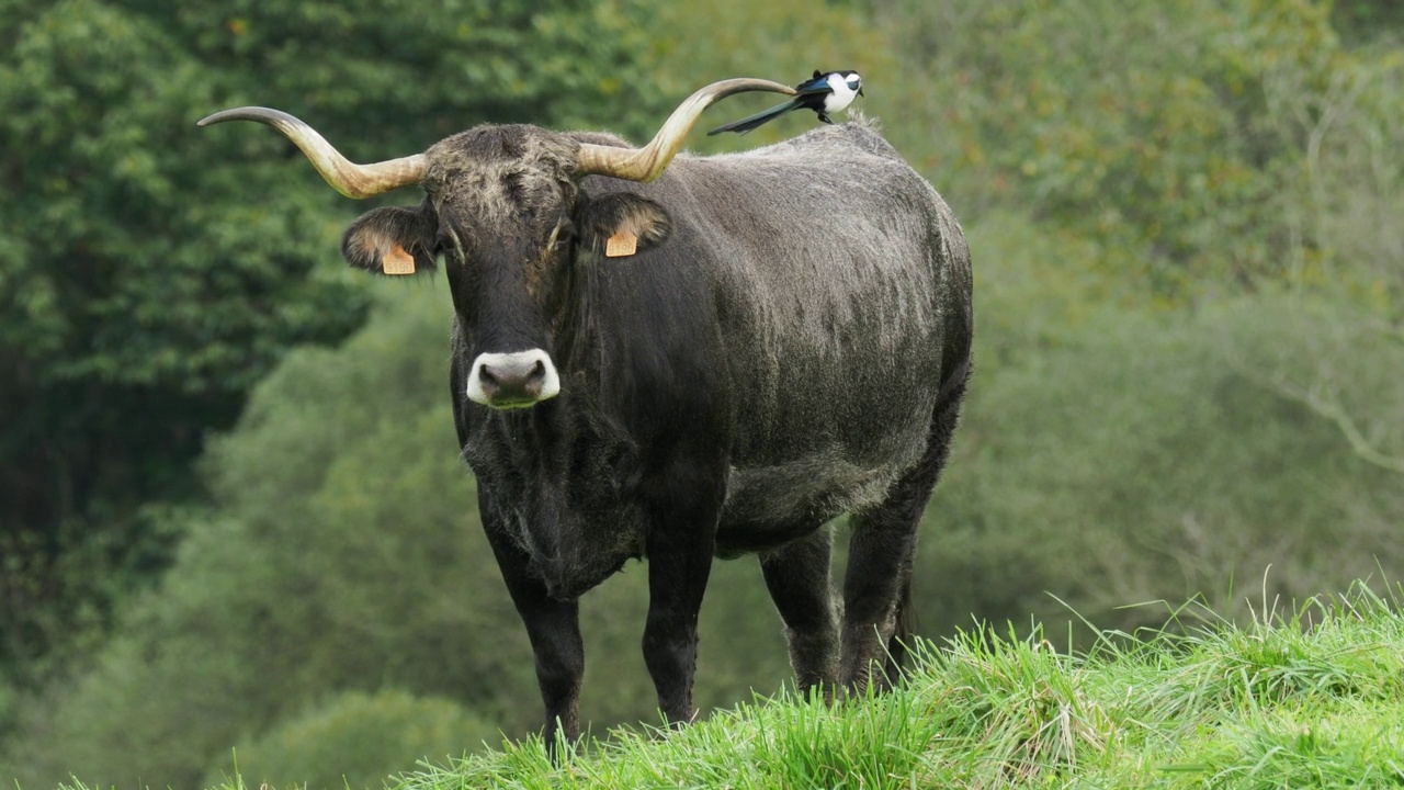 一只喜鹊栖息在一头牛背上寻找昆虫，这是坎塔布里亚典型的牛品种。异食癖异食癖。视频下载