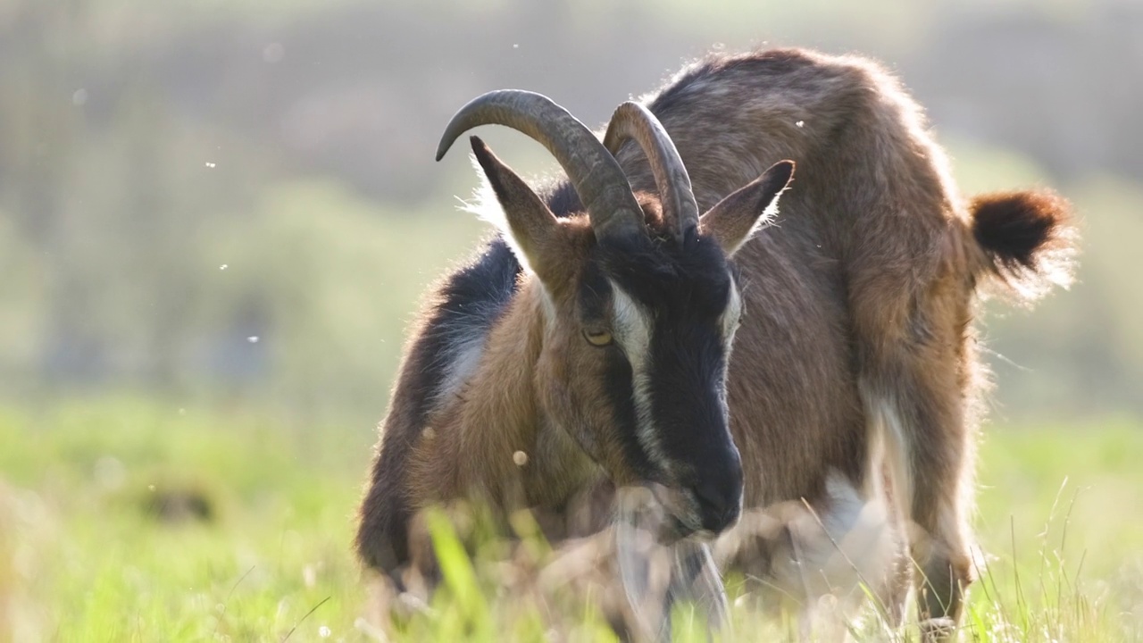 夏天，长着长胡子和长角的家养奶山羊在绿色的农场牧场上吃草。在农田草地上喂牛视频素材