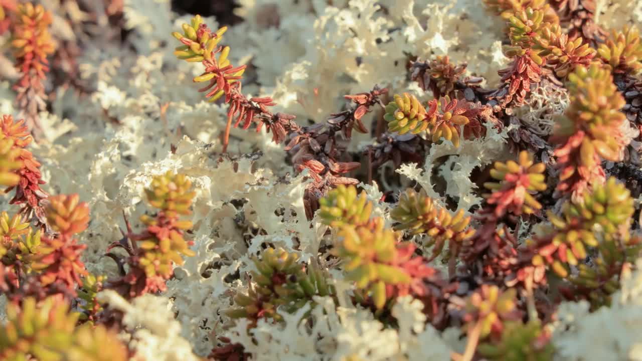 北极苔原地衣苔藓特写。它主要分布在北极苔原地区，高山苔原，非常耐寒。Cladonia rangiferina，也被称为驯鹿杯苔。视频素材