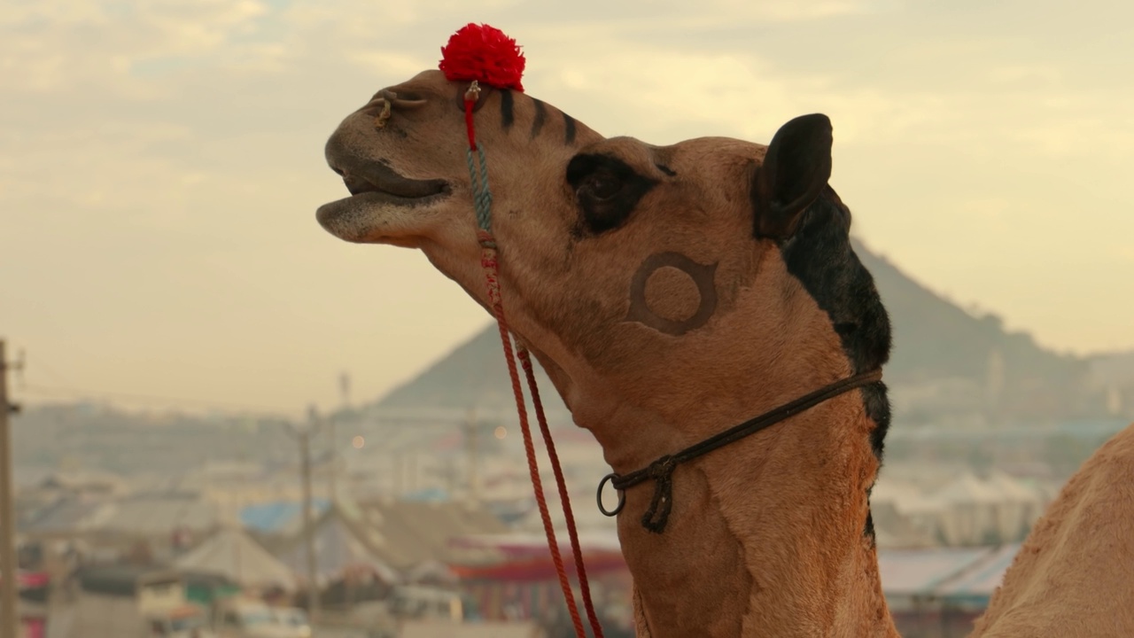 普什卡尔集市上的骆驼，也被称为普什卡尔骆驼集市或当地称为Kartik Mela，是印度拉贾斯坦邦普什卡尔镇每年举行的多日牲畜集市和文化活动。视频素材