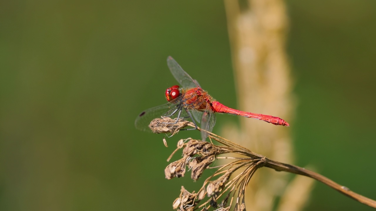 红蜻蜓(Crocothemis erythraeea)是蜻蜓科的一种。它的常见名称包括阔猩红、普通猩红镖。视频素材