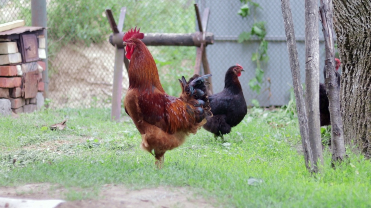 村子里有一只长着红毛的大公鸡。小红公鸡罗得岛红谷仓混合。一个小农场上一只橙色的罗德岛公鸡的美丽视频。五彩缤纷的羽毛。视频素材