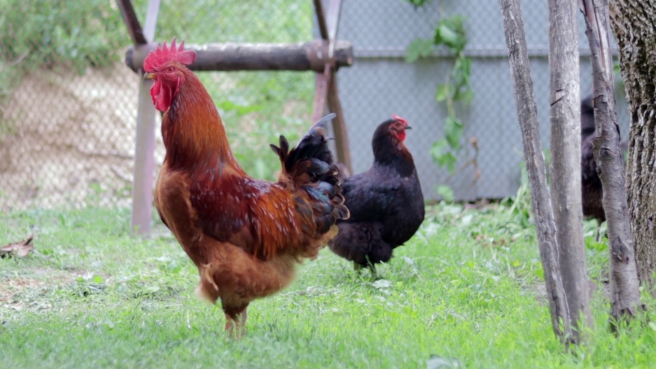 村子里有一只长着红色簇毛的大公鸡。罗德岛红杂交种。罗德岛州一个小农场的橙色公鸡的美丽视频。五彩缤纷的羽毛。视频下载