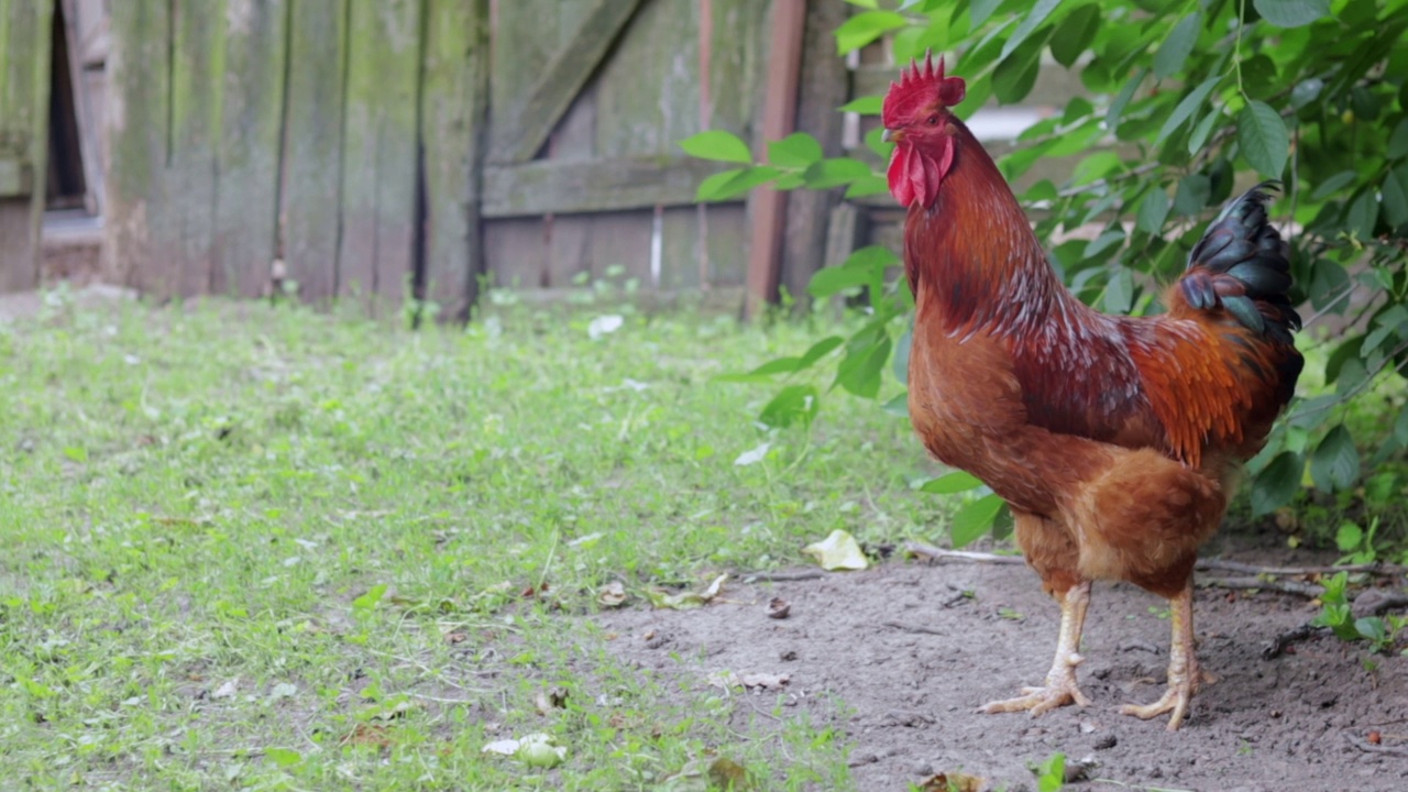 村子里有一只长着红色簇毛的大公鸡。罗德岛红杂交种。罗德岛州一个小农场的橙色公鸡的美丽视频。五彩缤纷的羽毛。视频素材
