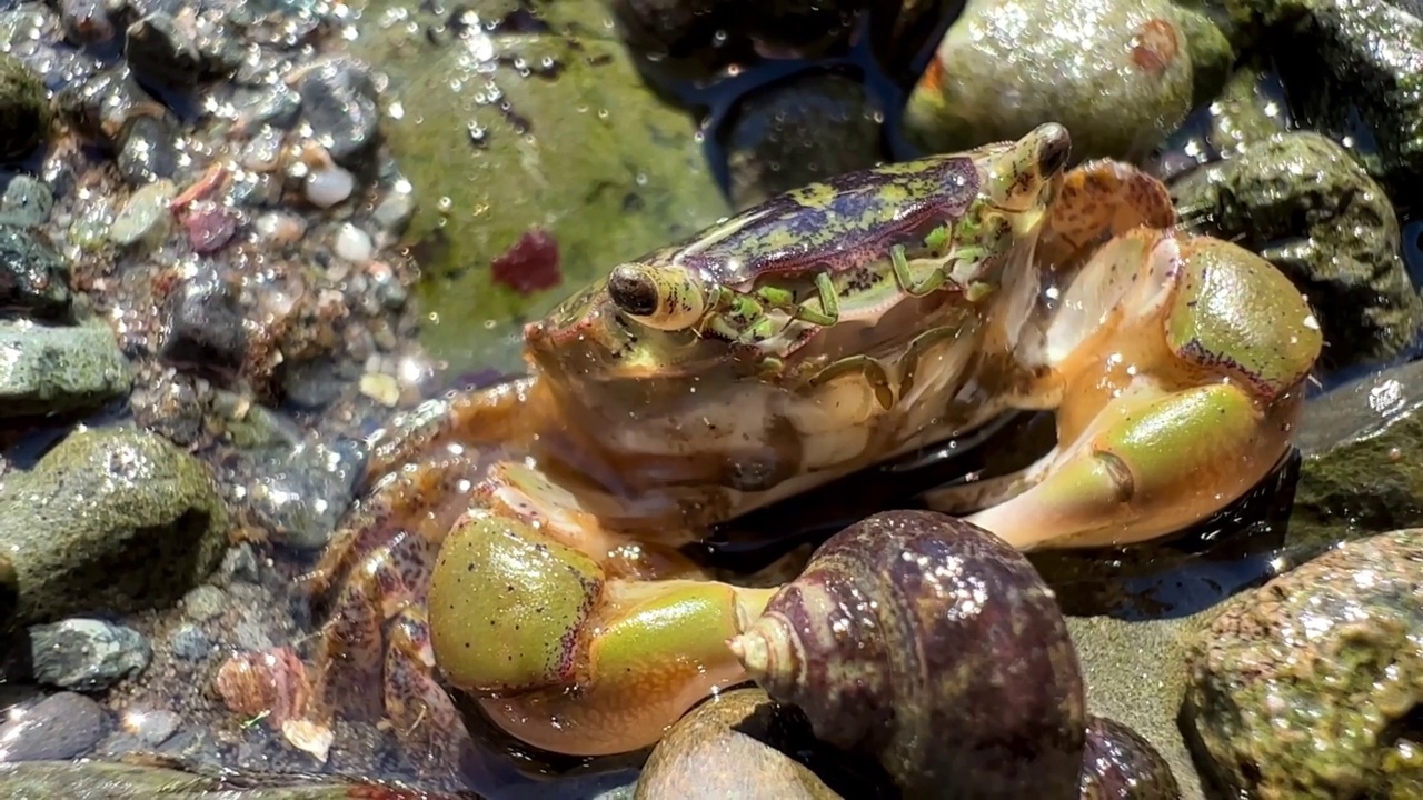 一只绿色的螃蟹坐在海里，摆动它的胡子，部分是可见的，嘴巴，近距离的视频细节，触角和螃蟹的不同部分是可见的，周围的石头是湿的，在太平洋视频素材