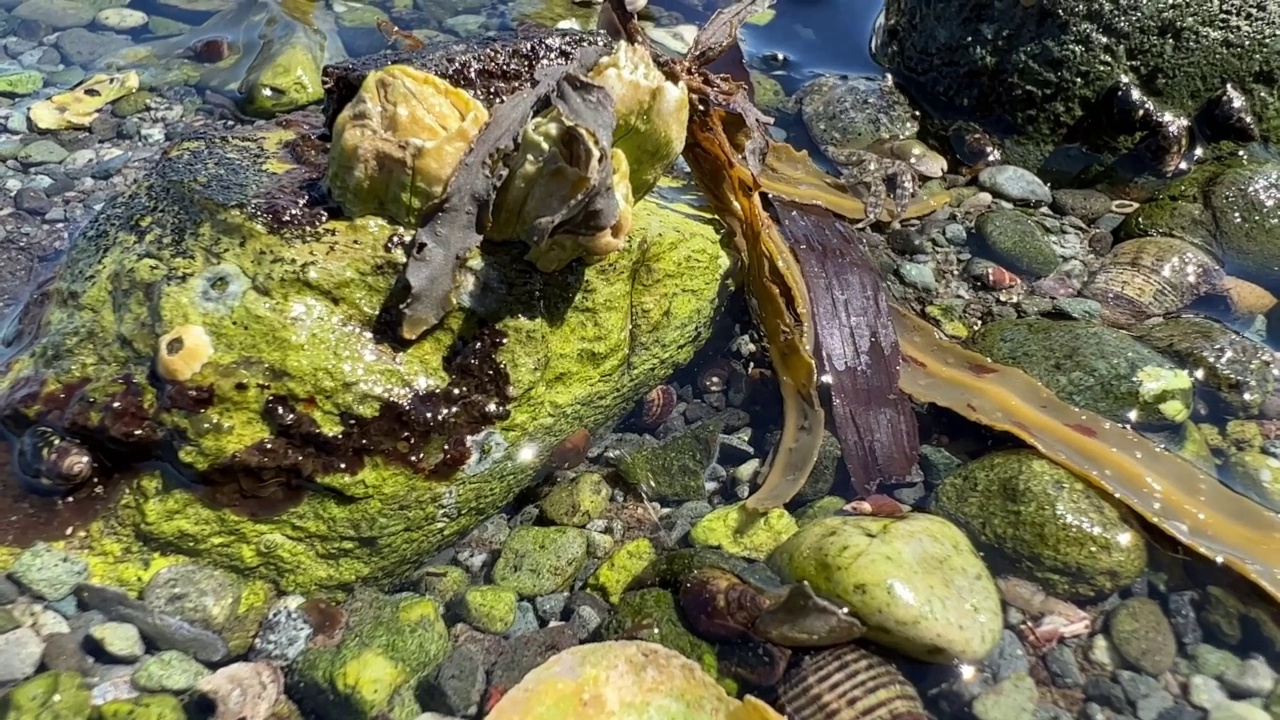 在海水退潮时，明亮的海藻湿在他们下面，一只小螃蟹跑起来，藏起来，然后跑开，从框架特写宏视频拍摄海洋动物的方形生活，海蟹，小龙虾和鱿鱼视频素材