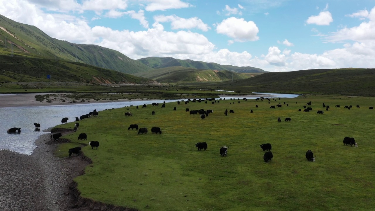 草原上的牦牛视频素材