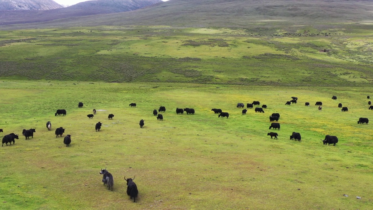 草原上的牦牛视频素材
