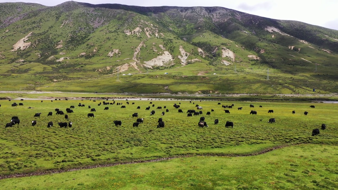 草地上的牛正在吃草视频素材