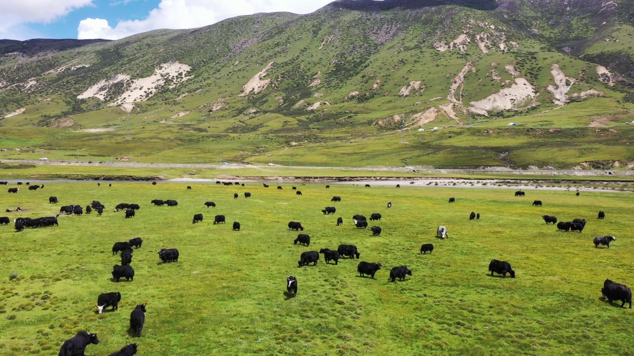 草地上的牛正在吃草视频素材
