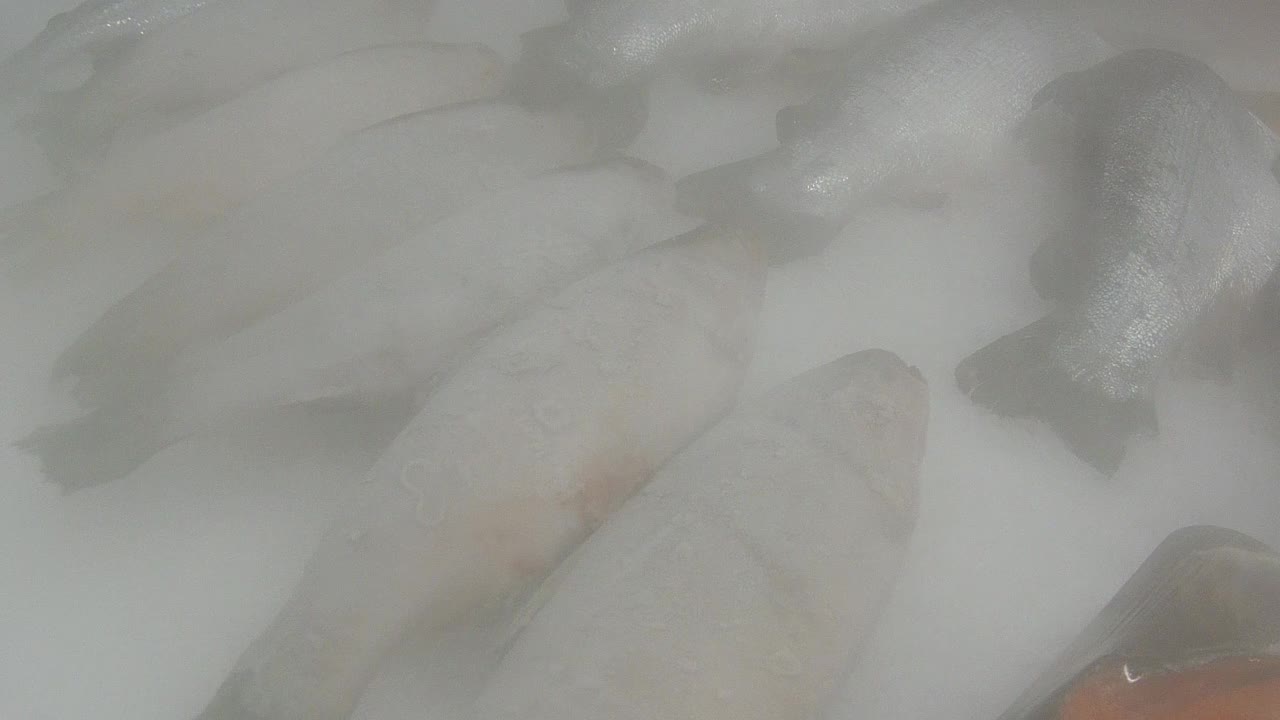 冷冻鱼视频下载