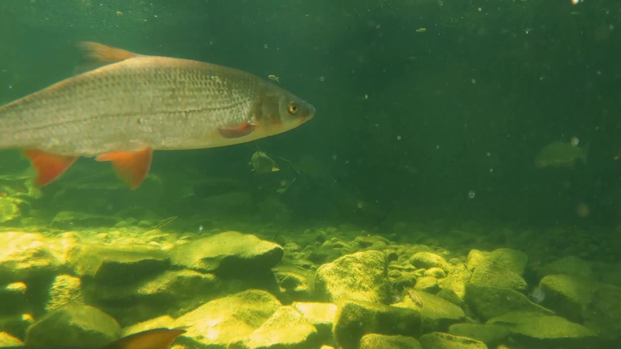 在湖里或河里游泳的鱼的水下拍摄视频素材