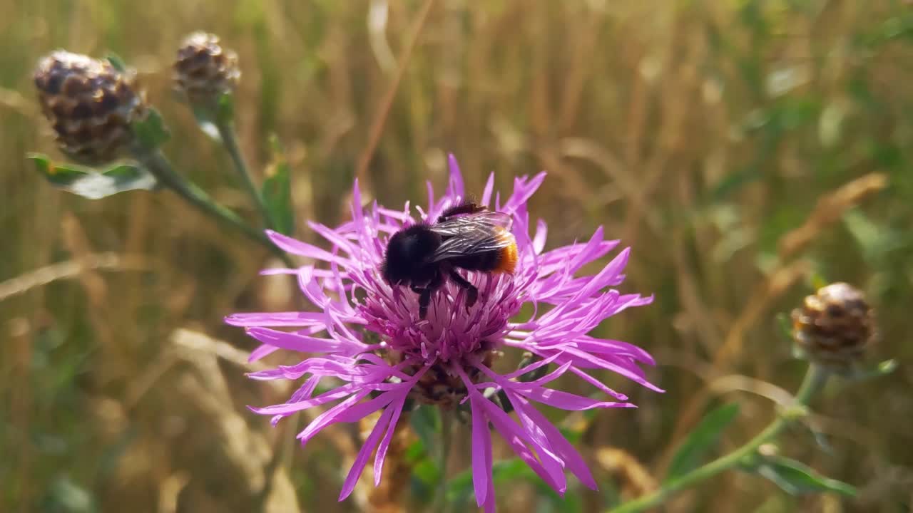 一只蜜蜂栖息在田野里的矢车菊上。自然背景。这花是由蜜蜂授粉的。采集花蜜和授粉。蜜蜂灭绝的概念。一只蜜蜂从一朵野花中采蜜视频素材