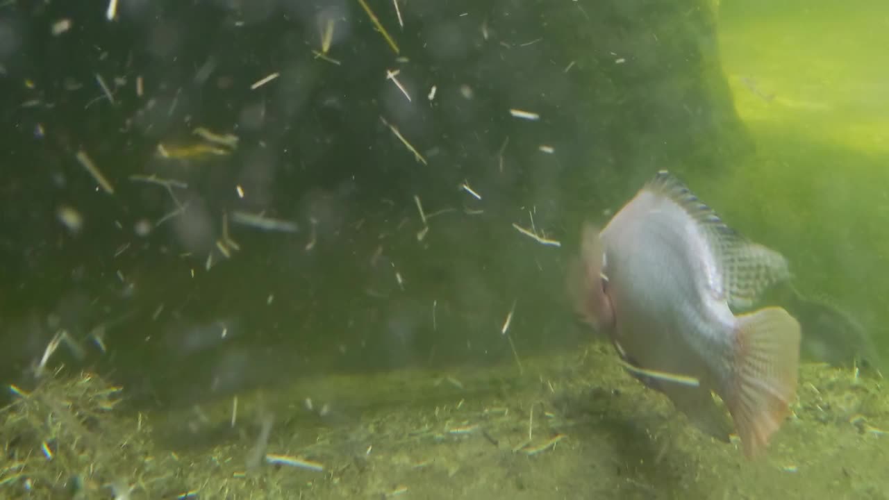 水下世界:湖或河的水下世界鱼在湖底慢慢地游着。水下摄影。钓鱼视频素材