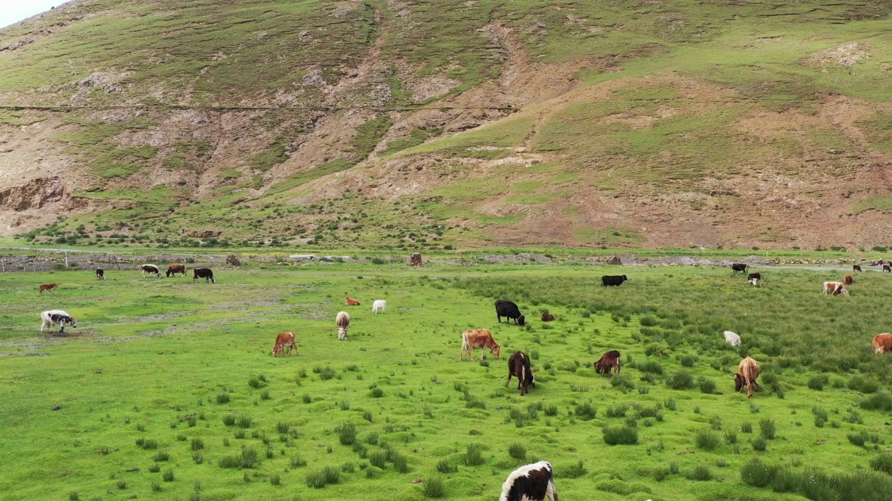 中国西藏的草原和牧场视频素材