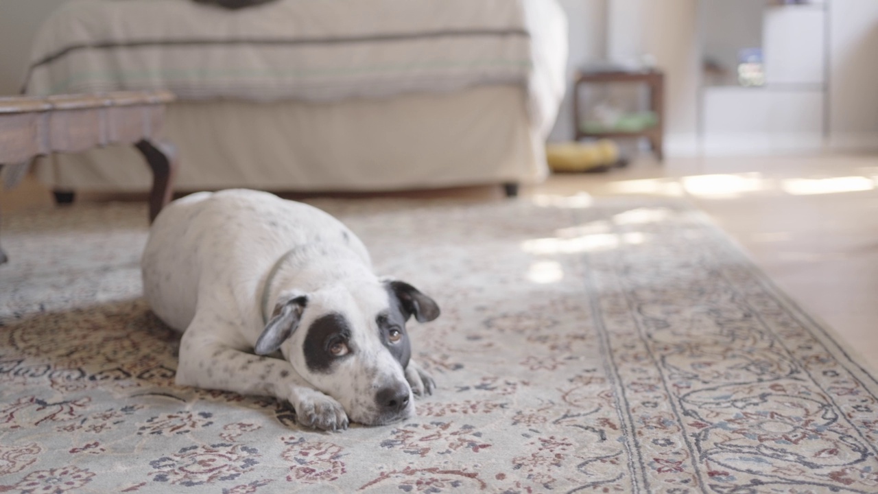 一只狗闷闷不乐地躺在客厅的地板上视频素材