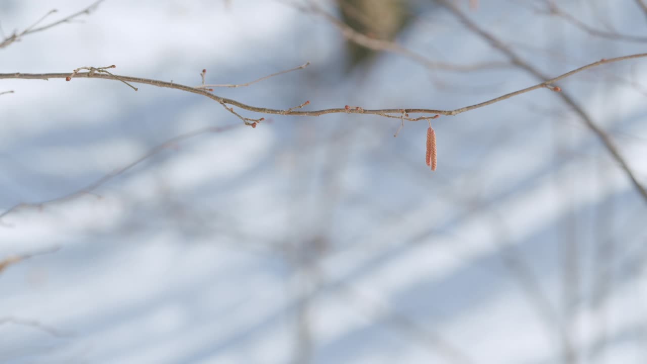 欧洲桤木柳絮背景在春天的风。赤杨皮需。视频下载