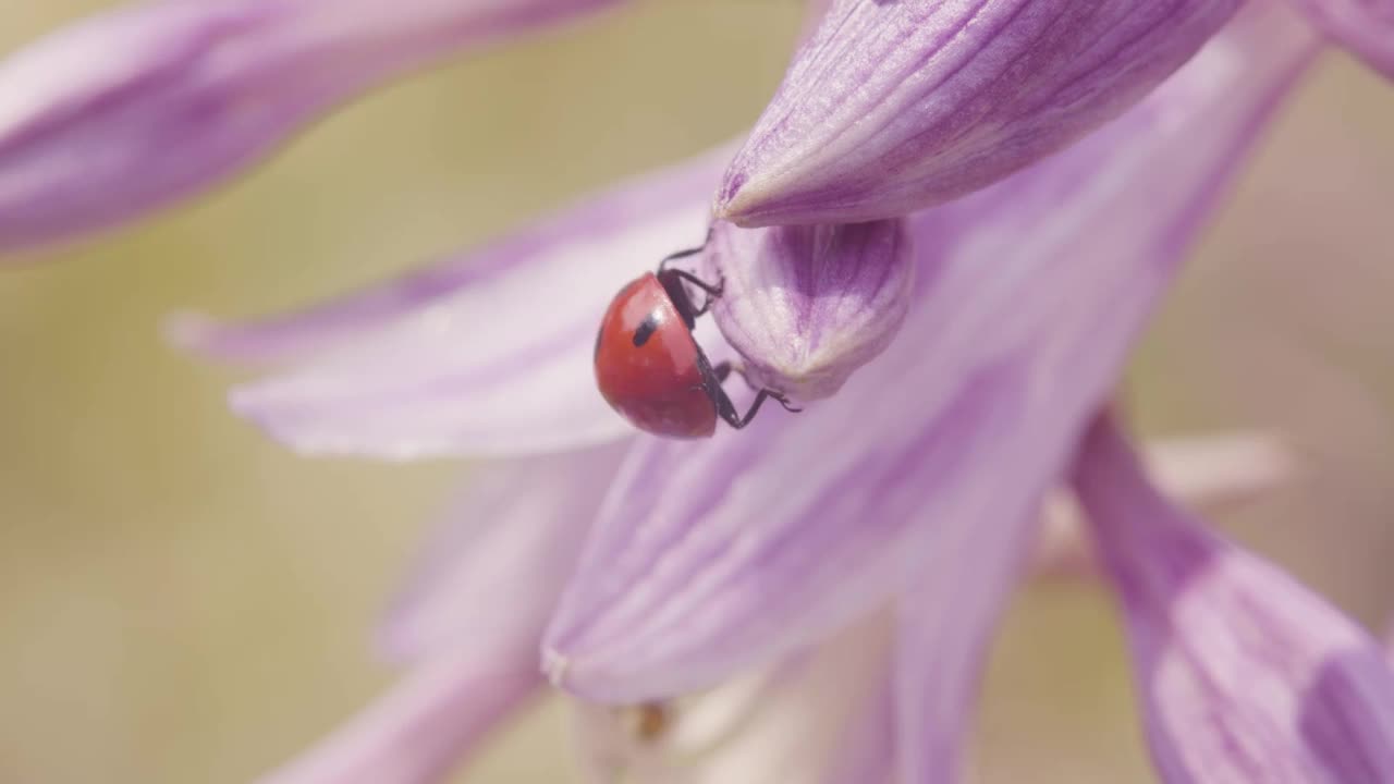 瓢虫在花园视频素材