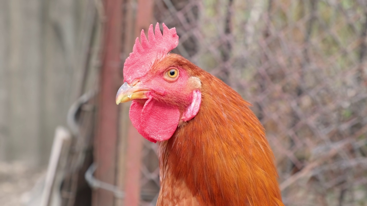 特写肖像公鸡鸡头脸红色的玉米棒在有机后院农场视频素材