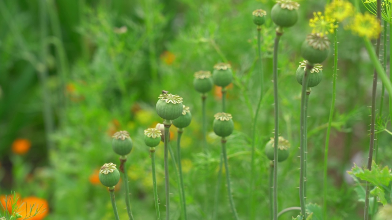 罂粟为草本植物，种子蒴果圆形视频下载