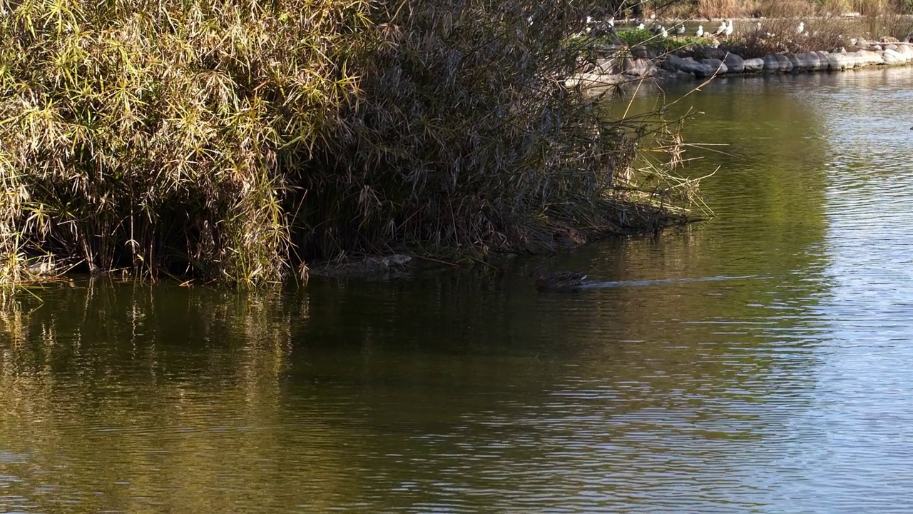 湖水和动物鸭子视频素材