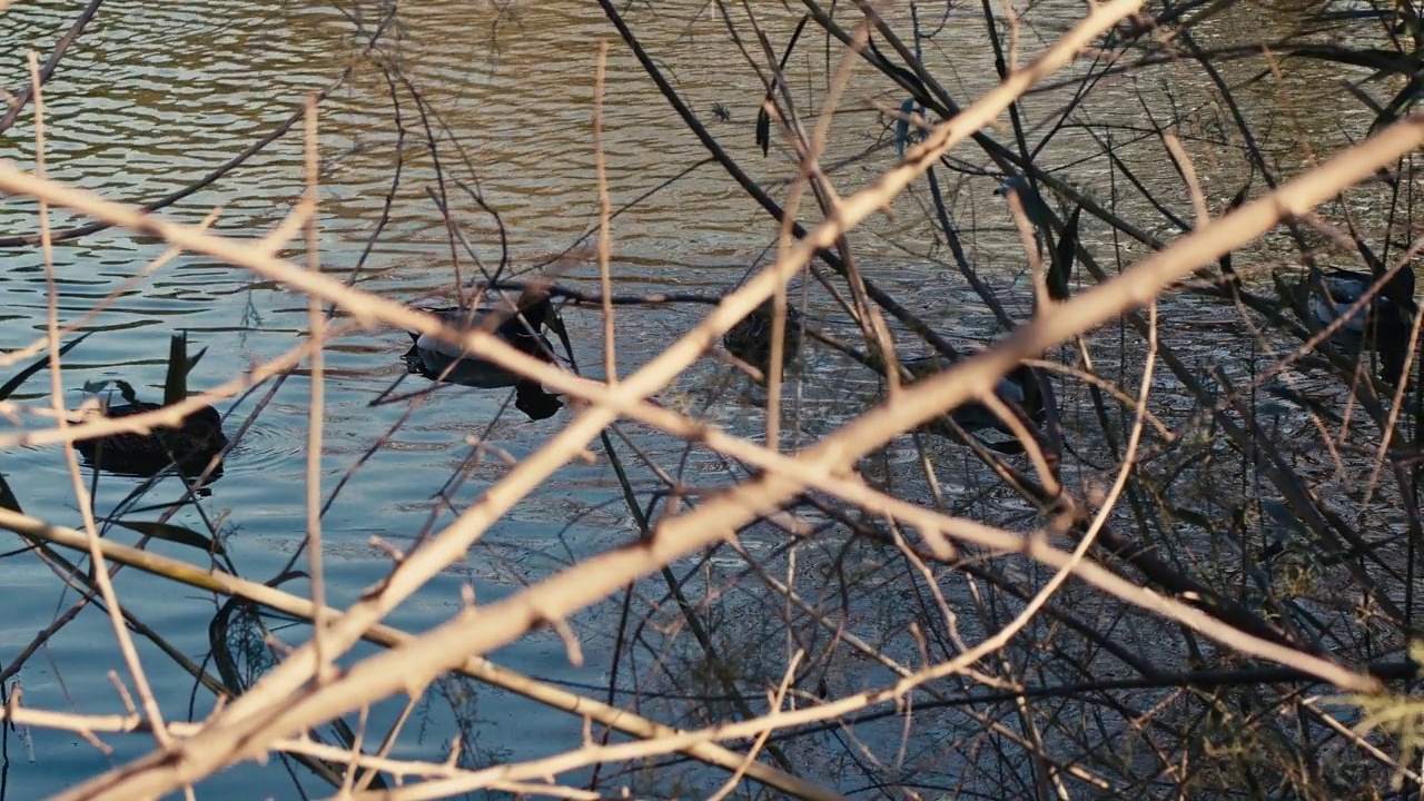 湖水和动物鸭子视频素材