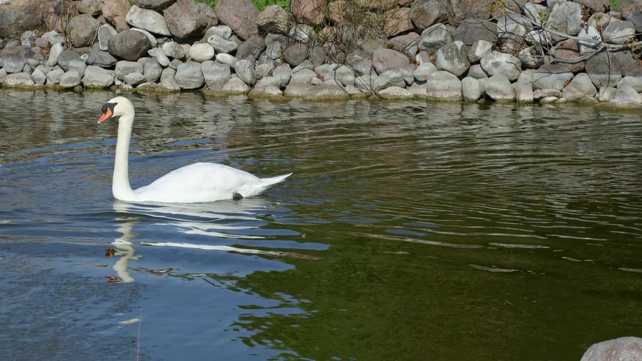 湖水和动物白天鹅视频素材