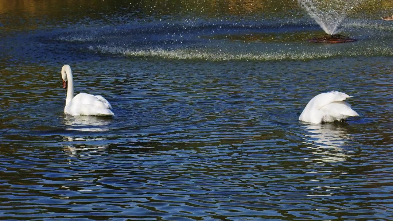 湖水和动物白天鹅视频素材