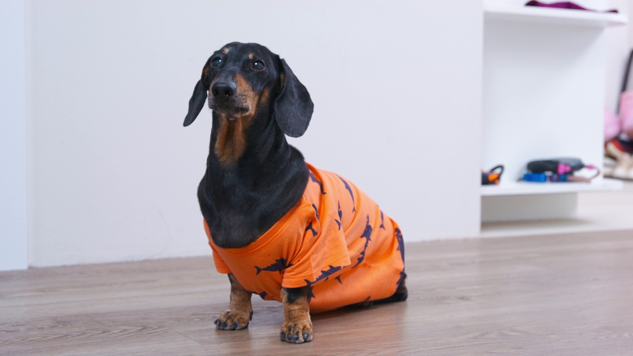 听话的腊肠狗穿着橙色t恤执行sit命令，正面视图。宠物小心地抬头看着主人，等待喂食、散步或玩耍。乞讨的小狗。视频下载