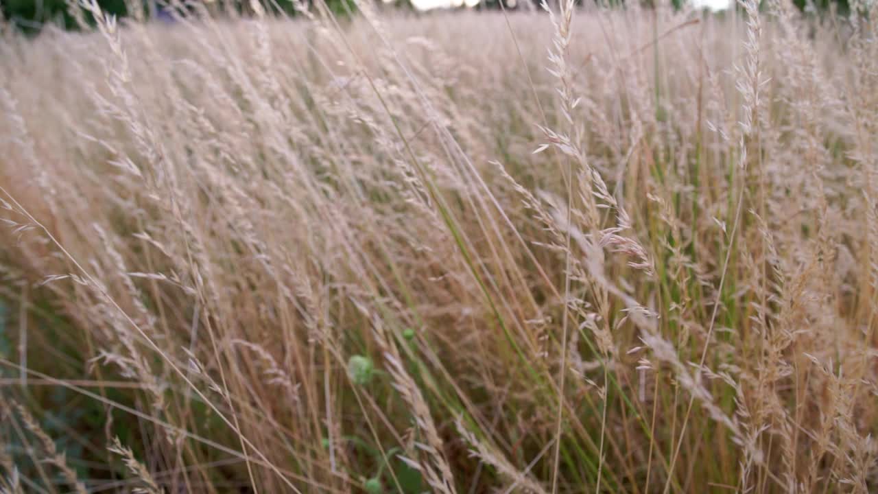 干燥草地羊茅，草地羊茅在夏季午后的野外光照视频素材