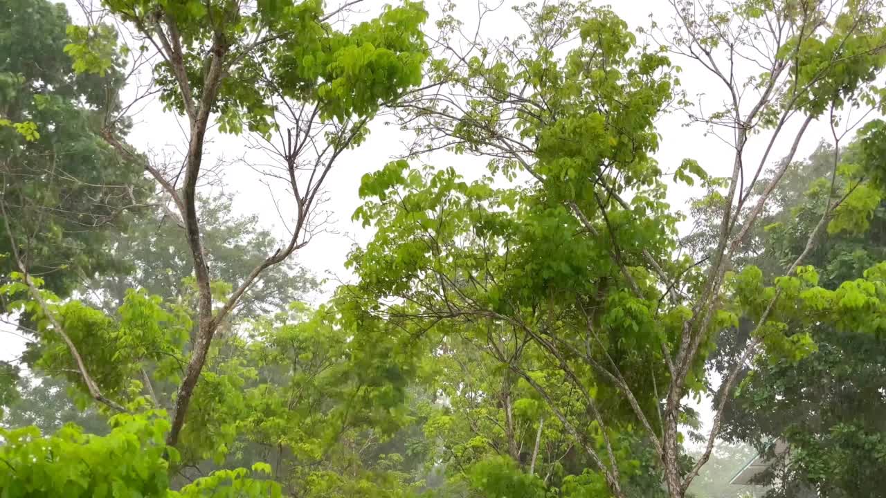 雨天在花园的树枝树视频素材