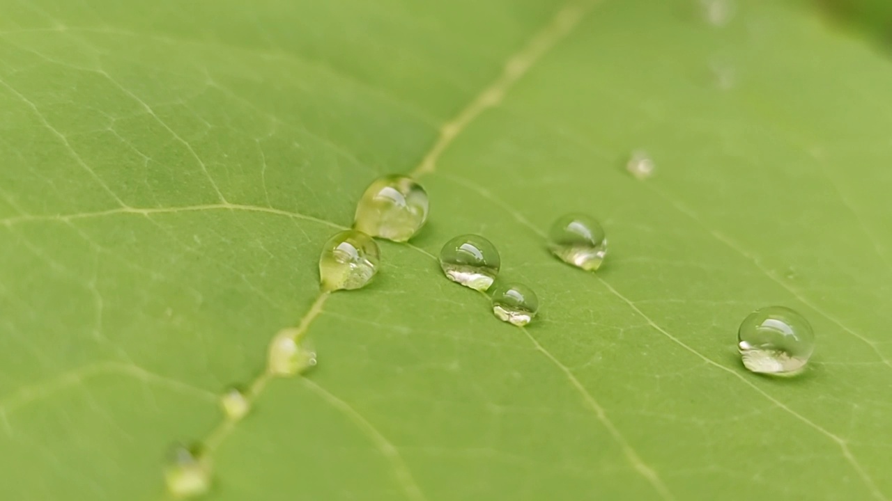树叶上水滴的特写视频素材