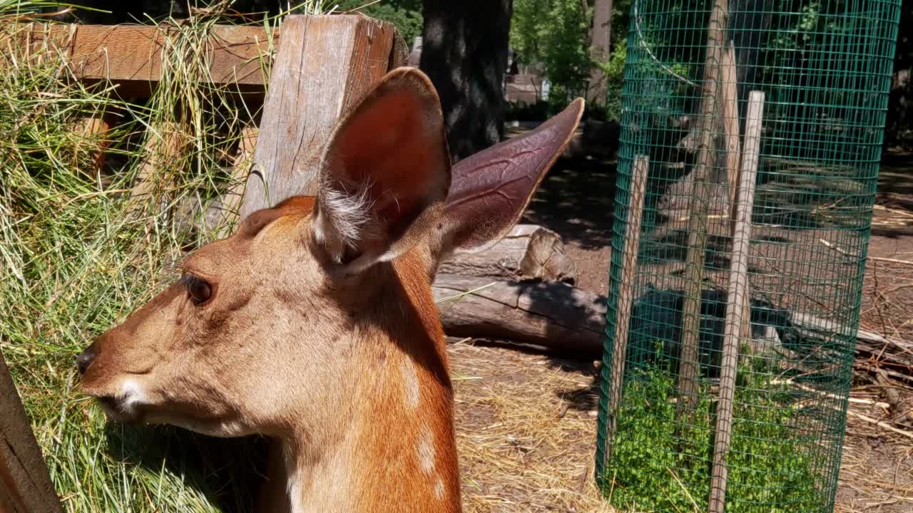 一只美丽的斑点鹿在公园里吃绿草视频下载
