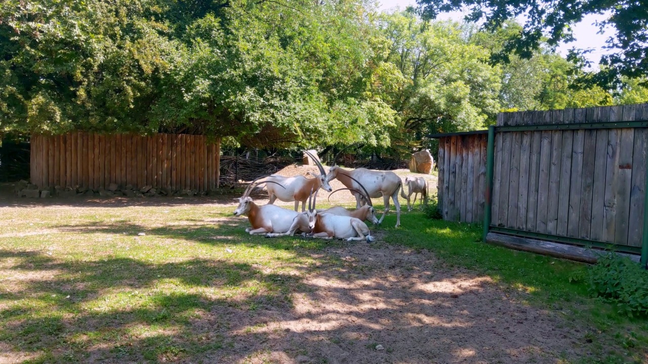 在一个炎热的晴天，羚羊躺在公园的阴凉处。野生动物视频下载
