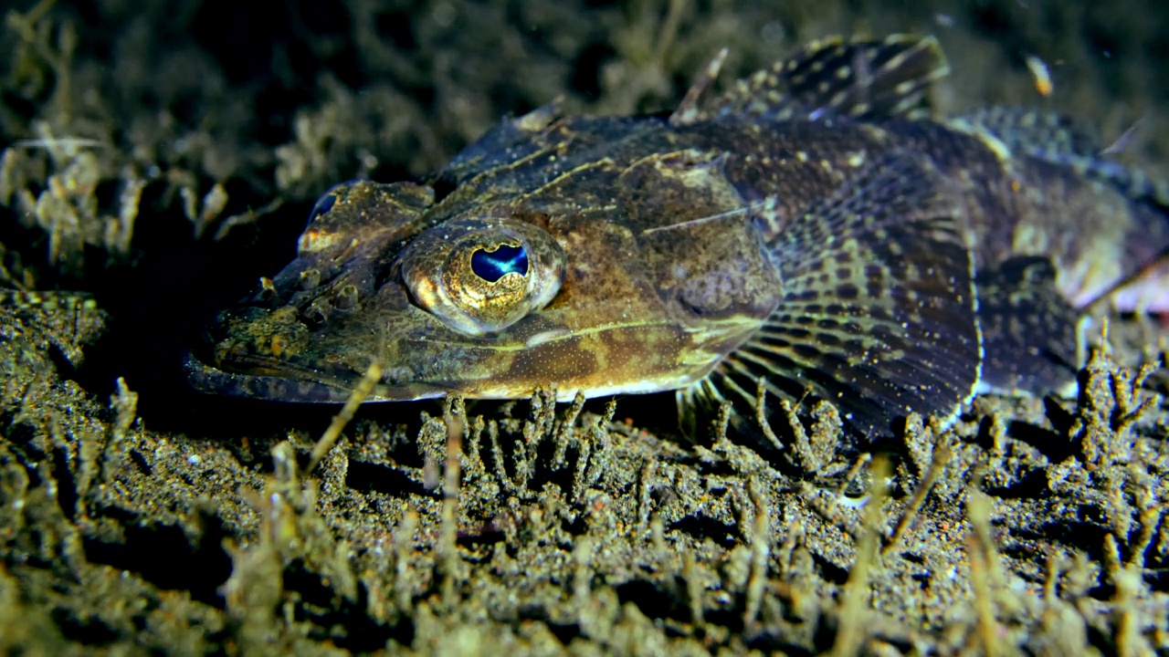 平头蝎子鱼躺在底部视频下载