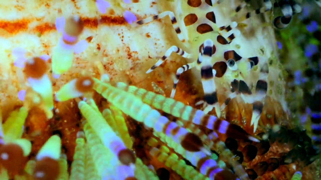 科尔曼虾夫妇吃火海胆视频下载