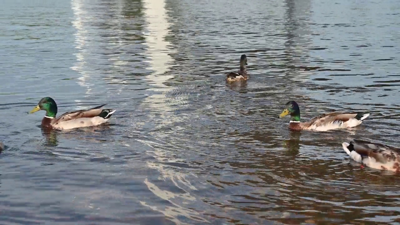 鸭子在河边吃东西视频下载